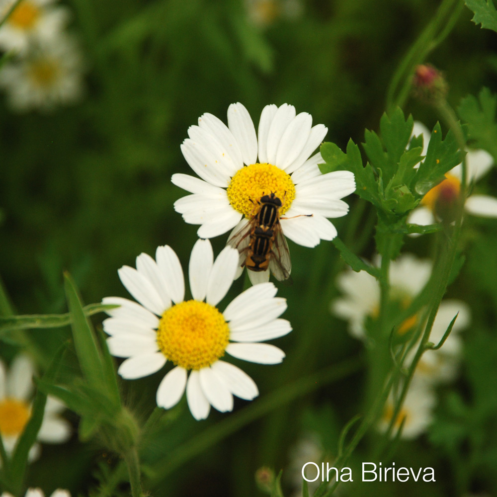 Bee on camomile